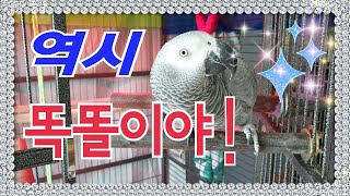 99%노력과 1%의 재능입니다 [연구대상앵무새똘이]