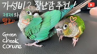 제제와 망고 vlog 코뉴어 앵무새 장난감 추천 conure parrot's toy ! Zeze, Mango the green cheek conure