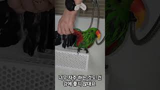 앵무새는 왜 목욕을 해야 하는가???