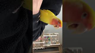 소낭정리하는 앵무새