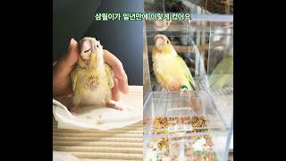 앵무새의 성장기.. #birds #parrot #문칙 …
