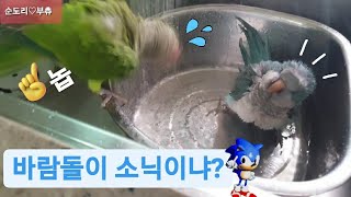 퀘이커앵무새 순도리♡부츄 (물맛 그리고 엄마의 손맛~앵터파크 개장)