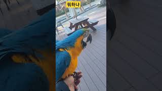 왜 그러냐 #앵무새 #parrot #청금강 #청금강앵무새 #macaw #동물 #animal
