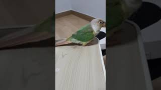 무편집동영상 코뉴어앵무새 Vlog_새벽2시에 응아/10…