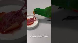 딸기 파스타를 처음 먹어본 앵무새의 반응은? #앵무새 #뉴기니아 #뉴기니아앵무 #뉴기니아앵무새 #바질 #마토
