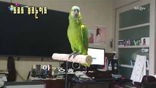 히트예감!!  트로트를 부르는 앵무새 히트/ 땡기고땡기…