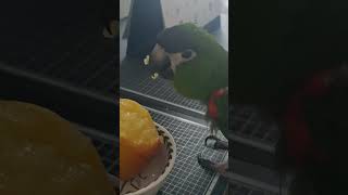 @앵무새. 한스마카우. 13세. 남자. 이름: 지루비. 자두를 좋아해요