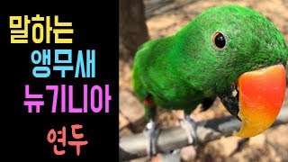 말하는 앵무새 뉴기니아 parrot