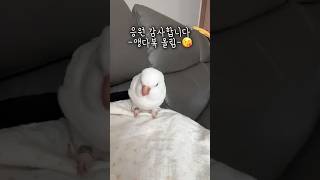 의기소침 다복이가 점점 기운 차리고 있어요~!! 응원 …