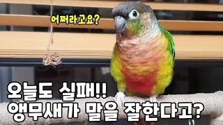 도담이 말 가르치기~오늘도 실패!!#코뉴어앵무새#conure#