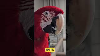게 먹는 앵무새 #홍금강앵무새 #birds #마카우앵무새 #반려동물 #청금강앵무새 #앵무새먹이