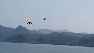 할리퀸 럭키 청금강 가온 물의정원 하늘을 나르다