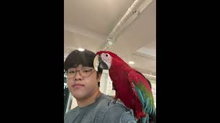 홍금강이당#앵무새 #앵무새카페 #홍금강앵무새 #홍금강#마카우