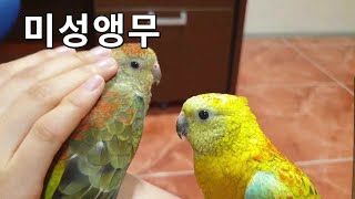미성앵무(Red rumped parrot) - 목소리가…