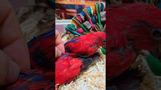 로리앵무새예요 #birdslover #parrot #p…