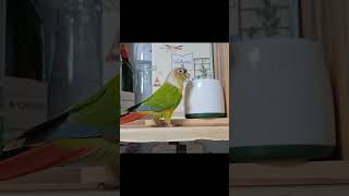 눈뜨자마자 연주하는 앵무새 #코뉴어 #parrot #birds #pets #동물 #play #앵무새 #cute 요..