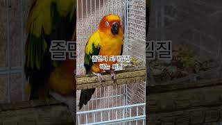 써니는 졸음을 참기 힘들다!  #썬코뉴어 #parrot…