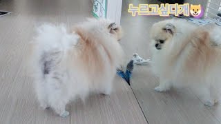 강아지와 앵무새 / 포메라니안과 사랑앵무 / 같이 두면…