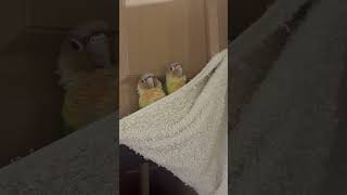 웃긴 코뉴어 앵무새  #코뉴어앵무새 #앵무새 #귀여운앵…