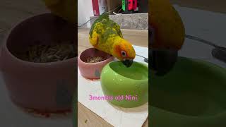 #cutebirds #mypet #nini #sunco…
