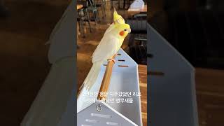 리프패럿에서 만났던 앵무새들 #코카투 #코뉴어 #퀘이커…