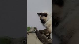 친구가 될 수 있을까?:) #birds #코뉴어 #고양이