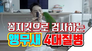 앵무새 건강검진! PDD, PBFD, AAP, CP 네가지검사를 위해 앵무새 털뽑기