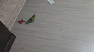 @한스마카우. 하지마라는 짓만 골라서 하는 앵무새