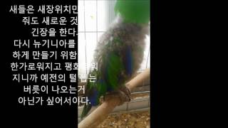 self injury Eclectus parrot th…