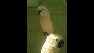 앵무새 심리와 행동 3 (앵무새는 사람을 어떻게 알아볼까?) (How do parrots distinguish people?)