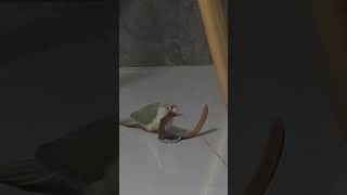 (아빠코뉴어 호두) 시계가 뭘 잘못..?했 뉘?