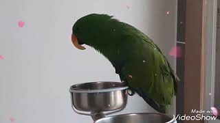 말하는 앵무새_뉴기니아 대박이(3)