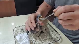 태어난지 10일된 뉴기니아앵무새이유식하기