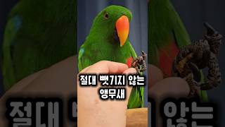 뺏길 것 같은 위기감을 느낀 앵무새의 반응 ㅋㅋ #앵무…