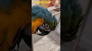 청금강앵무새 망고 머리긁어주기 #shorts