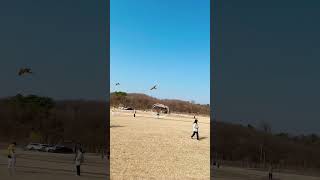 자유비행하는 앵무새 겨울이 #청금강 #날슈 #macaw…