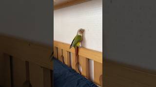 앵무새계 스파이더맨 #말하는앵무새 #말하는코뉴어 #parrot #앵무새 #앵무새키우기 #앵무새훈련 #cute #동물 #앵초 #박앵초 #반려동물 #코뉴어키우기 #코뉴어