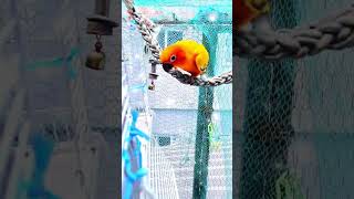 #앵무새 #birds #parrot #앵무새스타그램 #썬코뉴어 #도가머리사랑앵무 #눈테모란 #방사장#내려오는길  알아서 새장으로 쏘옥~~^^