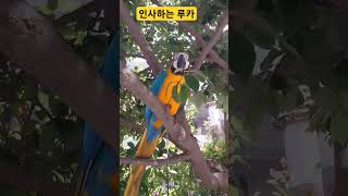 인사무새 루카 #청금강 #청금강앵무새 #macaw #앵…