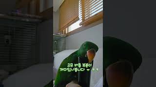 아기 뉴기니아 크롱이 리모컨 장난감 #뉴기니아 #par…