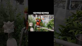 나도 마카우! 너도 마카우! / #한스마카우 #할리퀸마카우 / #macaw / #shorts