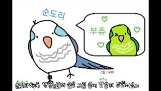 (수정)퀘이커앵무새 순도리♡부츄 (찐팬님들의 그림작품&앵사진)님들은 감동이였어~