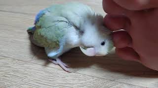 발렌타인tv 애완조 앵무새 구슬이 5살