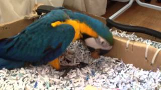 청금강 - 쿠악이 (blue and yellow macaw)