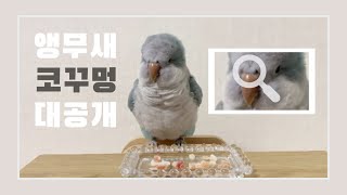 말하는 앵무새 구름이의 콧구멍 대공개?! (코하쿠토 먹방은 안 비밀)