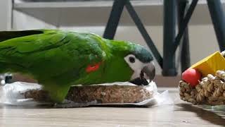 한스마카우 쌈바 : 고집바라~~까지도 못하면서