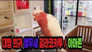 대형 아마존그리고 갈라코카투 우리매장에??? ㅡ.ㅡ 리…