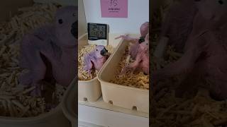 아기 청금강 앵무새 이소  #parrot