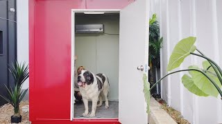 우아한 사파리 금강이 집을 공개합니다