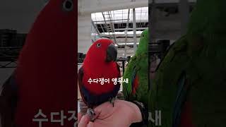 #말하는앵무새 #뉴기니아 #뉴기니아앵무새 #뉴기니아앵무…